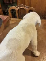 Precious , a female Great Pyrenees for sale in Henderson, TX – 7 of 10