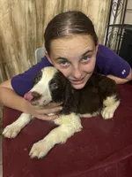 Choctaw, a male English Springer Spaniel for sale in Henderson, TX – 8 of 9