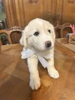 Jolene, a female Great Pyrenees for sale in Henderson, TX – 4 of 8