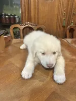 Joshua, a male Great Pyrenees for sale in Henderson, TX – 5 of 5