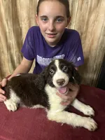 CHERAKEE , a female English Springer Spaniel for sale in Henderson, TX – 8 of 10
