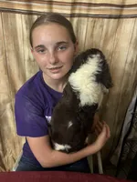 CHERAKEE , a female English Springer Spaniel for sale in Henderson, TX – 5 of 10