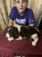 CHERAKEE , a female English Springer Spaniel for sale in Henderson, TX – 7 of 10