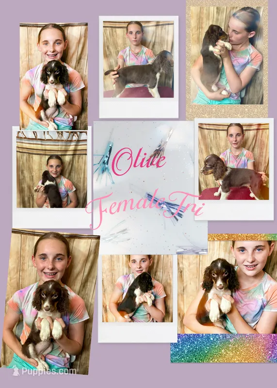 Olive  – English Springer Spaniel puppy for sale in Henderson, TX