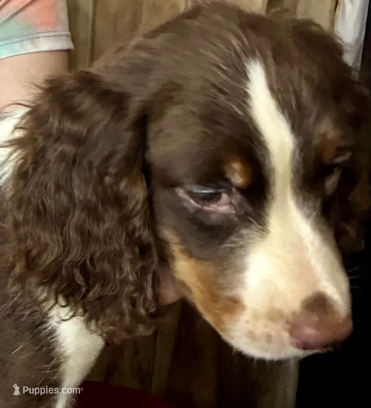 Nutmeg – English Springer Spaniel puppy for sale in Henderson, TX