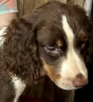 Nutmeg, a male English Springer Spaniel for sale in Henderson, TX – 1 of 10
