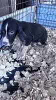 Spruce, a male English Springer Spaniel for sale in Henderson, TX – 7 of 9