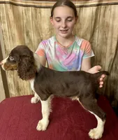 Nutmeg, a male English Springer Spaniel for sale in Henderson, TX – 10 of 10