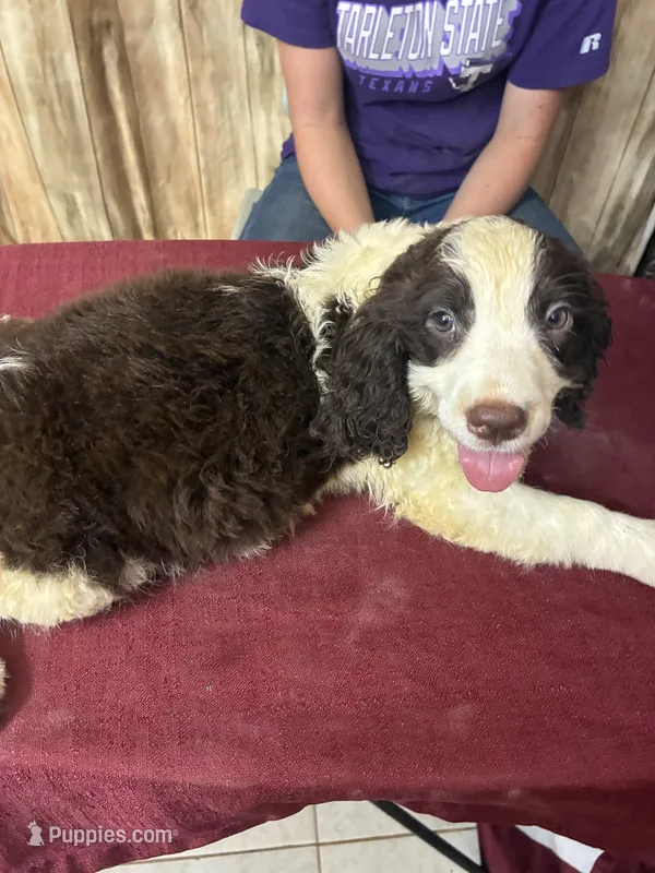 Choctaw – English Springer Spaniel puppy for sale in Henderson, TX