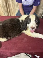 Choctaw, a male English Springer Spaniel for sale in Henderson, TX – 1 of 9