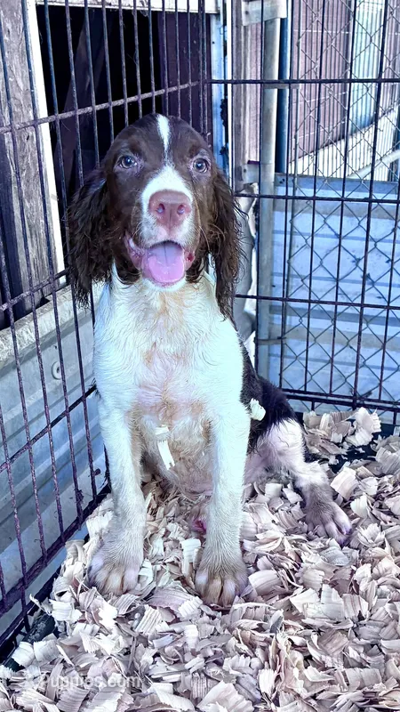 SYCAMORR – English Springer Spaniel puppy for sale in Henderson, TX