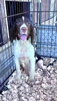 SYCAMORR, a male English Springer Spaniel for sale in Henderson, TX – 1 of 8
