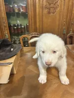 Joshua, a male Great Pyrenees for sale in Henderson, TX – 3 of 5