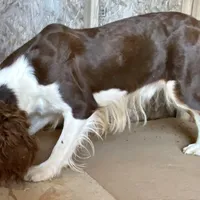 Jefferson, a male English Springer Spaniel for sale in Henderson, TX – 3 of 6