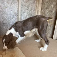Jefferson, a male English Springer Spaniel for sale in Henderson, TX – 4 of 6