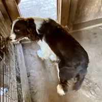 Jefferson, a male English Springer Spaniel for sale in Henderson, TX – 2 of 6