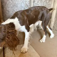Jefferson, a male English Springer Spaniel for sale in Henderson, TX – 5 of 6