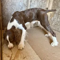 Jefferson, a male English Springer Spaniel for sale in Henderson, TX – 1 of 6