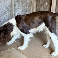 Jefferson, a male English Springer Spaniel for sale in Henderson, TX – 6 of 6