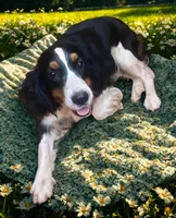 processed/b1f84a0d-7fe3-45c5-a0cf-6d7c982671fc/listing/e438f272-fa4e-484b-87d0-d53df136a760/3f75d5fd-ae28-44c7-926c-6868b3647d19