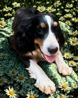 processed/b1f84a0d-7fe3-45c5-a0cf-6d7c982671fc/listing/e438f272-fa4e-484b-87d0-d53df136a760/c5e74dc2-f39a-4c52-bde9-59ebe8285584