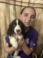 CHERAKEE , a female English Springer Spaniel for sale in Henderson, TX – 4 of 10