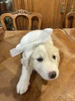 Jolene, a female Great Pyrenees for sale in Henderson, TX – 2 of 8
