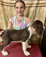ASHTON, a male English Springer Spaniel for sale in Henderson, TX – 3 of 5