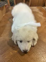 Precious , a female Great Pyrenees for sale in Henderson, TX – 4 of 10