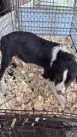 SYCAMORR, a male English Springer Spaniel for sale in Henderson, TX – 3 of 8
