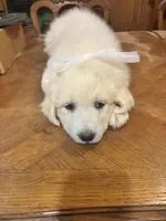 Precious , a female Great Pyrenees for sale in Henderson, TX – 6 of 10