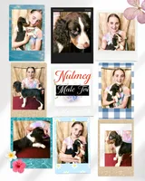Nutmeg, a male English Springer Spaniel for sale in Henderson, TX – 2 of 10