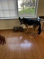 Trunks , a male German Shepherd Dog for sale in Abilene, TX – 7 of 8