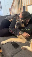 Trunks , a male German Shepherd Dog for sale in Abilene, TX – 3 of 8