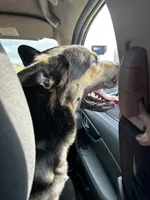Trunks , a male German Shepherd Dog for sale in Abilene, TX – 5 of 8