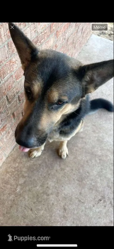 Trunks  – German Shepherd Dog puppy for sale in Abilene, TX