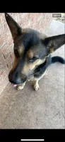 Trunks , a male German Shepherd Dog for sale in Abilene, TX – 1 of 8