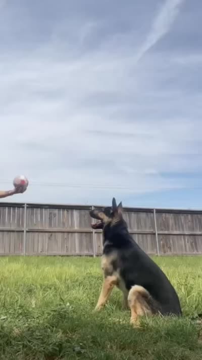 Trunks , a male German Shepherd Dog for sale in Abilene, TX – 8 of 8