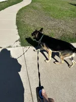 Trunks , a male German Shepherd Dog for sale in Abilene, TX – 4 of 8