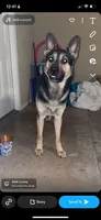 Trunks , a male German Shepherd Dog for sale in Abilene, TX – 2 of 8