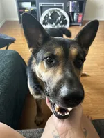 Trunks , a male German Shepherd Dog for sale in Abilene, TX – 6 of 8