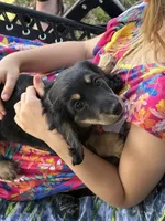 Pami , a female Miniature Dachshund for sale in Antlers, OK – Photo 2 of 5
