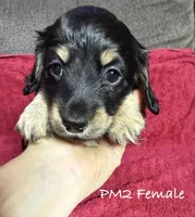 PM-2 Female, a female Miniature Dachshund for sale in Antlers, OK – Photo 2 of 10