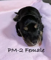 PM-2 Female, a female Miniature Dachshund for sale in Antlers, OK – Photo 7 of 10