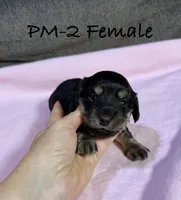 PM-2 Female, a female Miniature Dachshund for sale in Antlers, OK – Photo 6 of 10