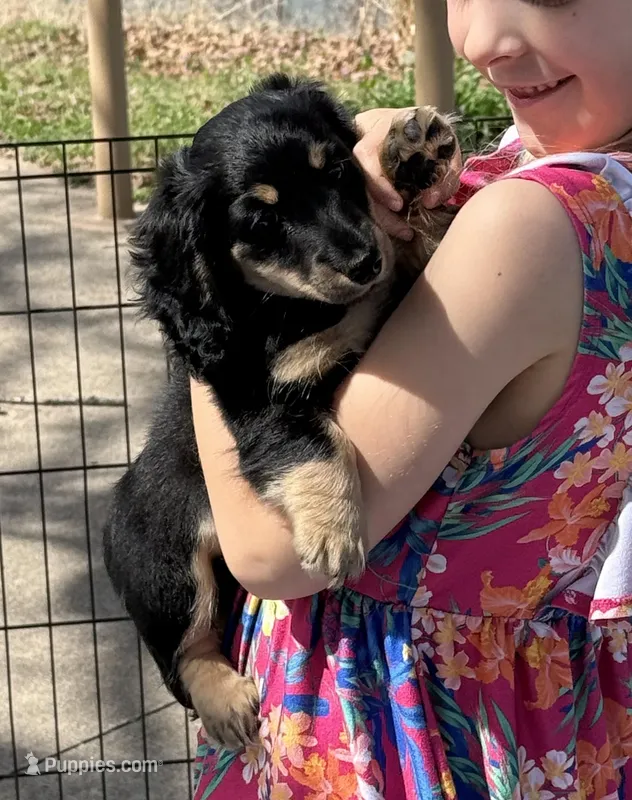 Pami  – Miniature Dachshund puppy for sale in Antlers, OK