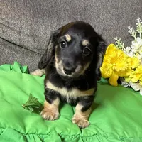 Pami , a female Miniature Dachshund for sale in Antlers, OK – Photo 3 of 5