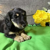 Pami , a female Miniature Dachshund for sale in Antlers, OK – Photo 5 of 5
