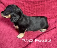 PM-2 Female, a female Miniature Dachshund for sale in Antlers, OK – Photo 4 of 10