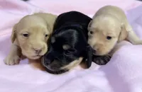 PM-2 Female, a female Miniature Dachshund for sale in Antlers, OK – Photo 8 of 10